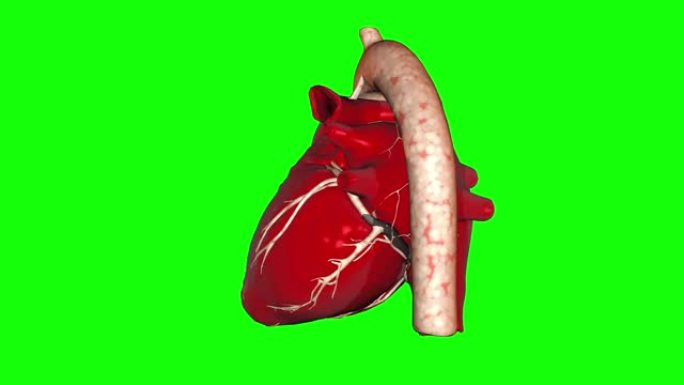 包括跳动的人类心脏循环Alpha镜头的3D动画。