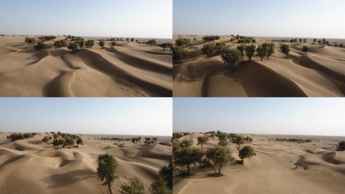 阿曼苏丹国赫马沙漠，树木，旱地和红沙丘中无人机的惊人快照