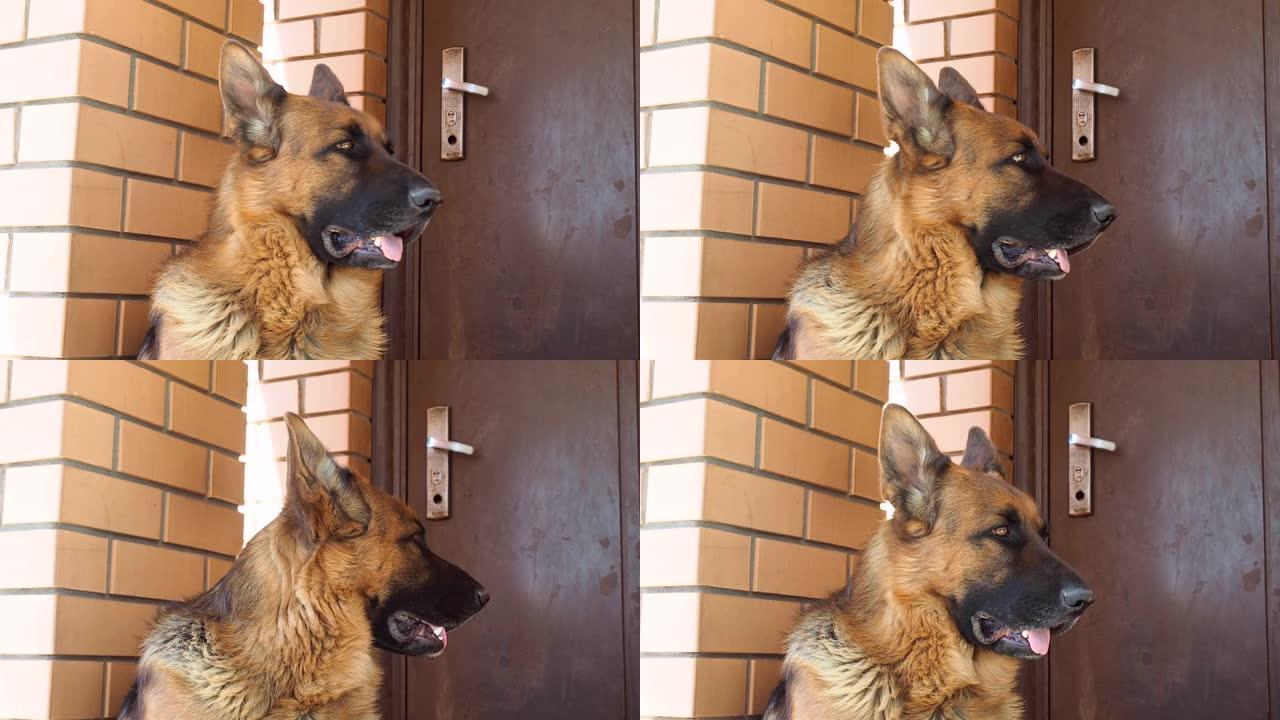 德国牧羊犬躺在房子的门廊上。一只大型成年狗看守一栋居民楼