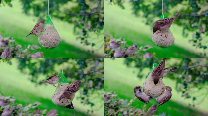 麻雀鸟在饲养袋上觅食，饲料挂在树枝上