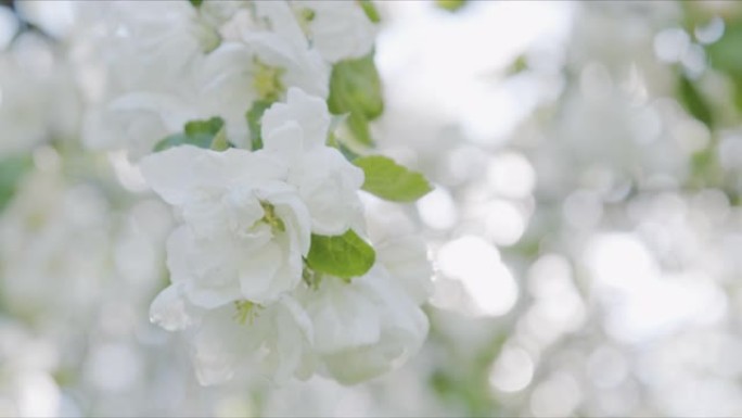 公园里的苹果开花，花朵在阳光下的风中慢慢摇曳