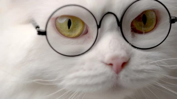 高地直蓬松猫的肖像，长毛和圆形眼镜。时尚，风格，酷动物概念。工作室镜头。白色猫咪特写