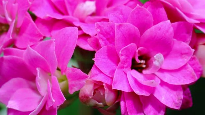 Kalanchoe calandiva盛开的延时视频