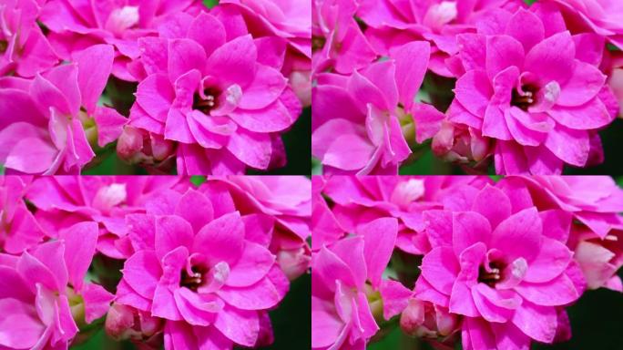 Kalanchoe calandiva盛开的延时视频