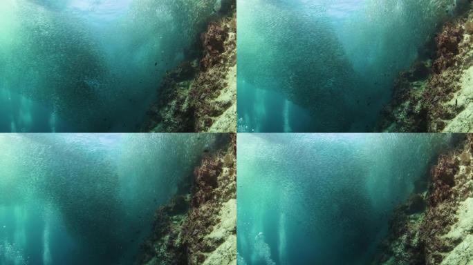 沙丁鱼浅滩的水下镜头