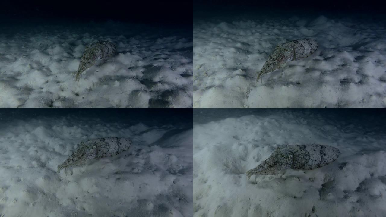 法老墨鱼在夜晚游过沙底
