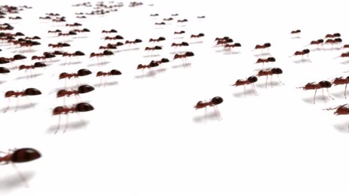 千蚂蚁行军，3D动画配合alpha通道