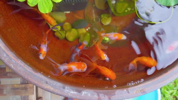 美丽小花园小池塘上的4k镜头金鱼