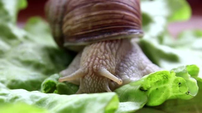 蜗牛吃蔬菜。一种正在吃新鲜莴苣叶的花园蜗牛。关闭一个正在吃绿色沙拉的花园蜗牛。