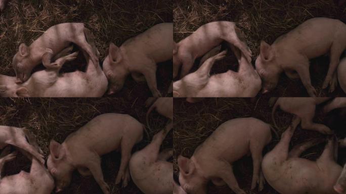 幸福猪躺在有机农村农场农业的地板上。畜牧业