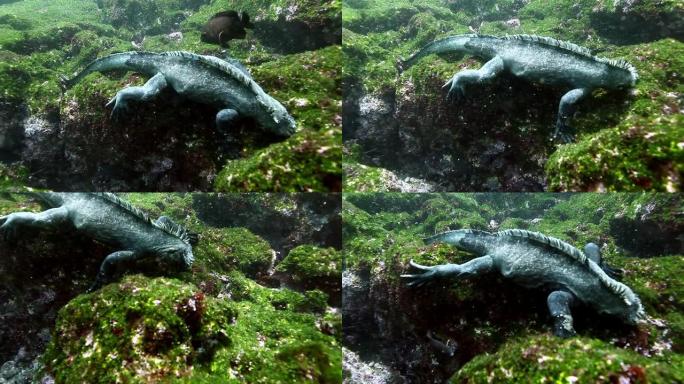 海鬣蜥在海底水下海洋的绿色石头上。