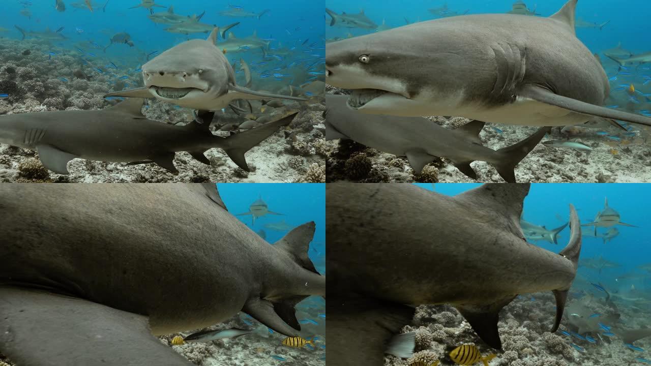 太平洋的柠檬鲨。水下生活，鲨鱼和鱼类在海洋中游泳。在清澈的水中潜水4K