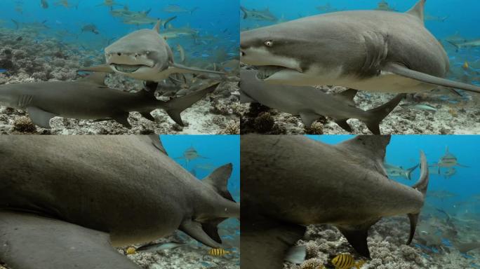 太平洋的柠檬鲨。水下生活，鲨鱼和鱼类在海洋中游泳。在清澈的水中潜水4K