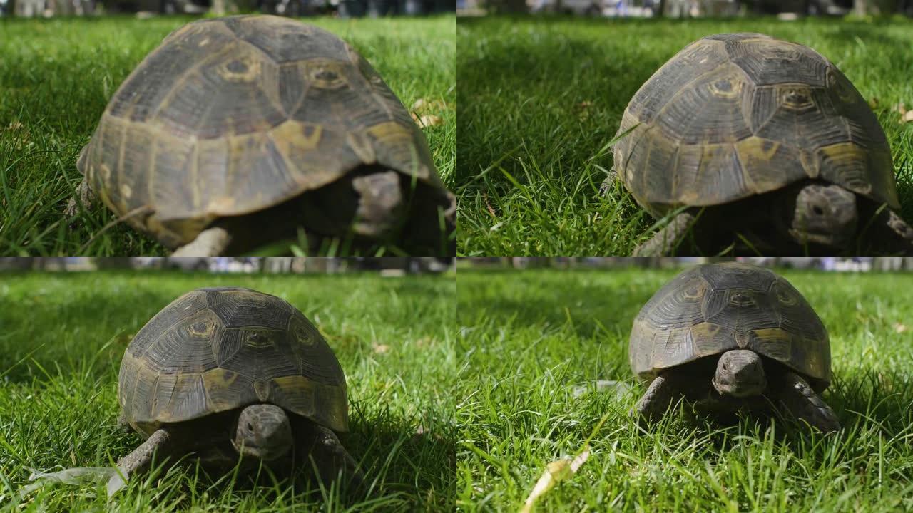 乌龟在草地上行走