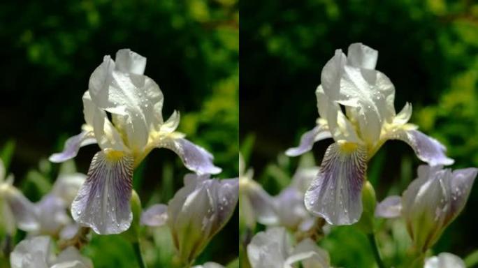 花瓣上有雨滴的紫色鸢尾花生长在花坛或后院。