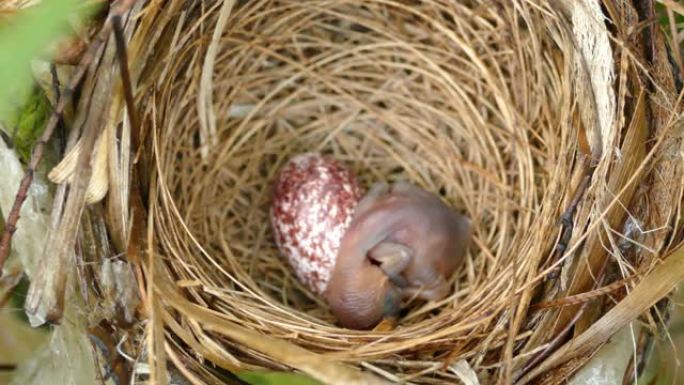 在巢中睡觉的新生条纹耳bulb鸟