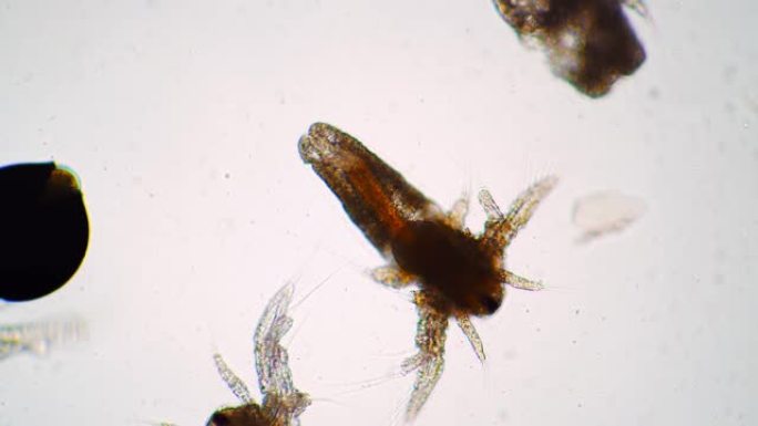 卤虫的微小无节幼体正在拍打翅膀并在显微镜下移动