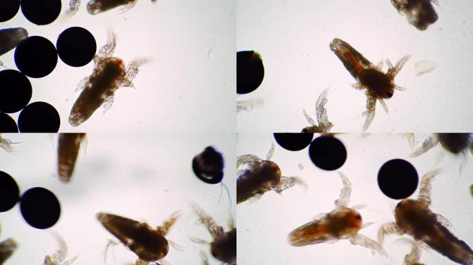 卤虫的微小无节幼体正在拍打翅膀并在显微镜下移动