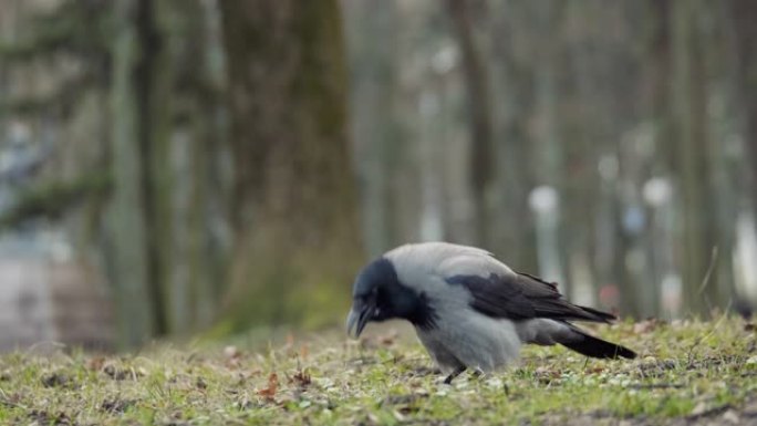 灰喜鹊乌鸦在公园地面上呱呱叫，阴天