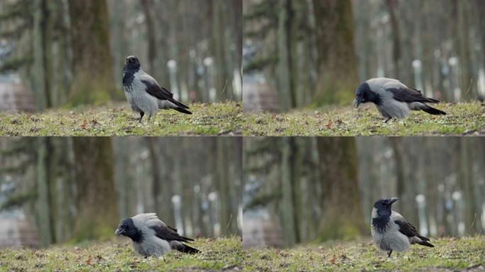 灰喜鹊乌鸦在公园地面上呱呱叫，阴天