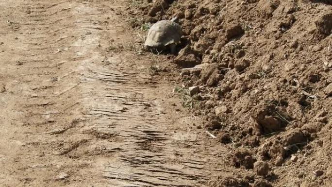 陆龟，慢慢走的老乌龟，特写的乌龟，