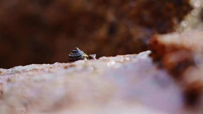 小海螺-海洋生态