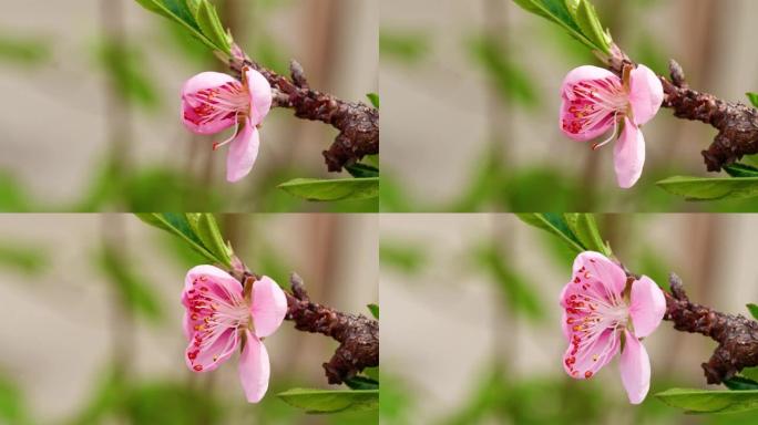 粉红色桃子从半花盛开到盛开的延时镜头，4k视频，侧视图，红色雄蕊特写。