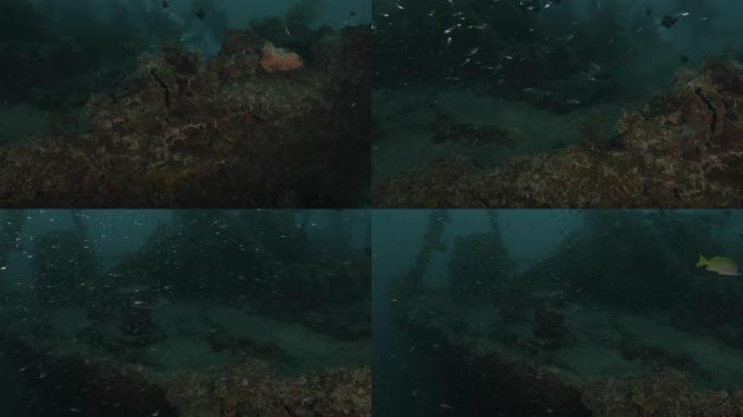 珊瑚在日本废弃的海底沉船上生长