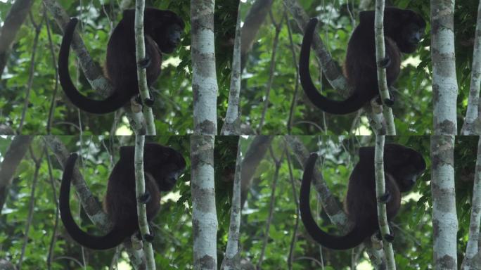 哥斯达黎加森林中的大吼猴 (Alouatta palliata) 在树上放松