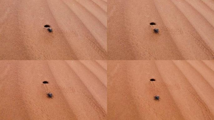 黑甲虫从撒哈拉沙漠的洞中爬出来