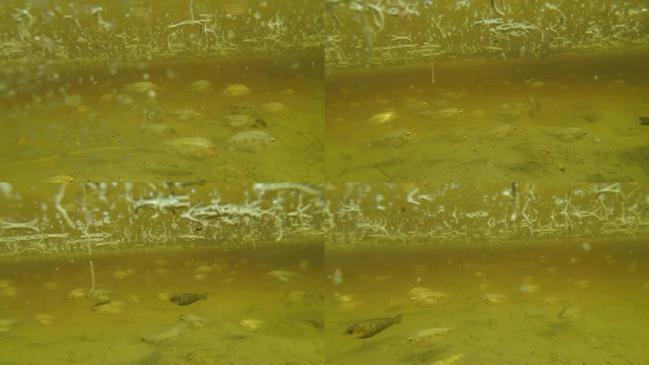 鱼群在死水中的蠕虫中游动