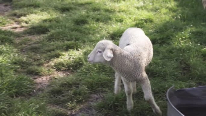 绵羊在草地上吃草养羊小羊