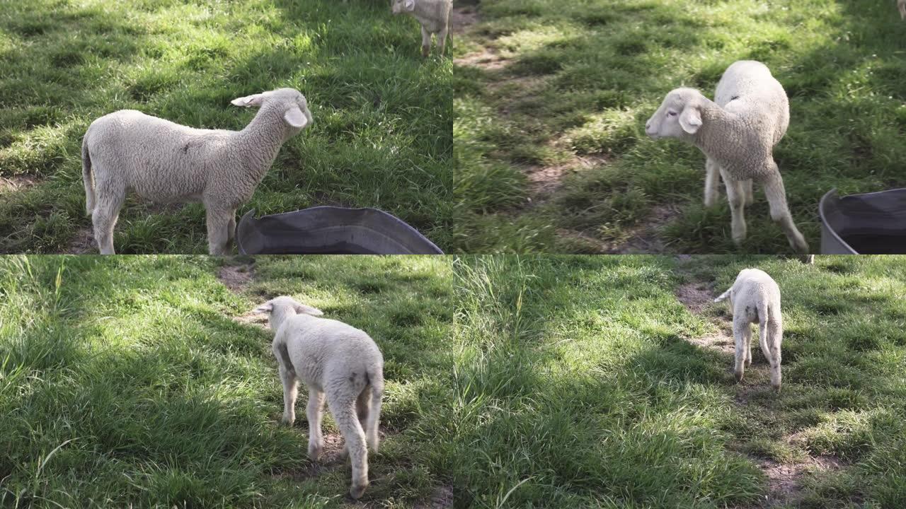 绵羊在草地上吃草养羊小羊