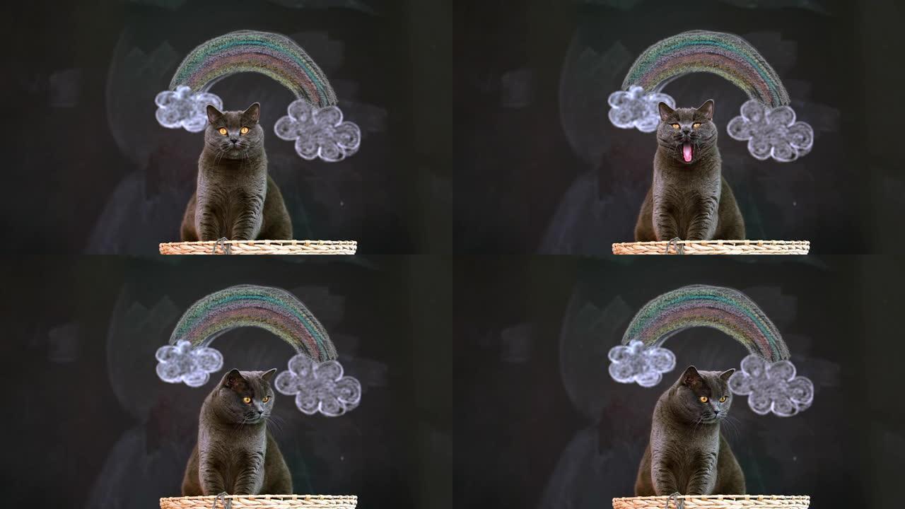 黑板上有新型冠状病毒肺炎彩虹的宠物猫