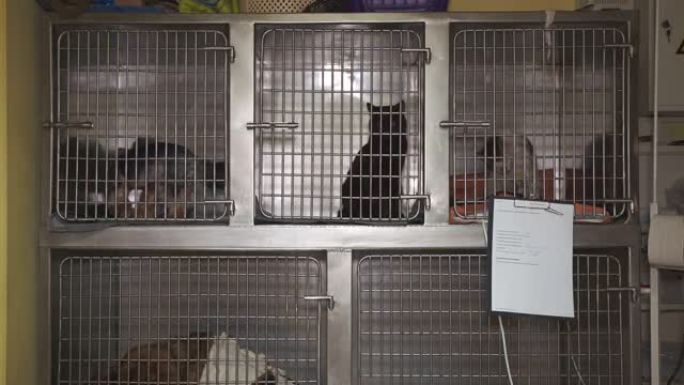 兽医诊所笼子里的动物猫和狗