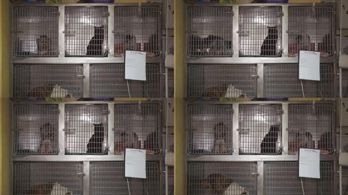 兽医诊所笼子里的动物猫和狗