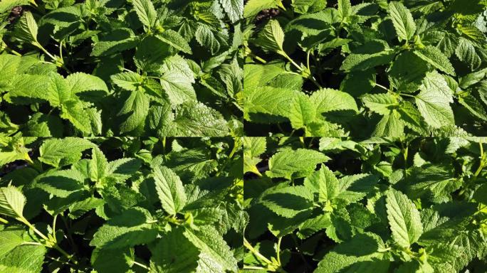 从蜜蜂的角度看有机柠檬香脂