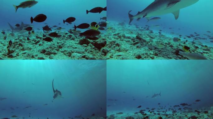 虎鲨-Galeocerdo cuvier游过礁石