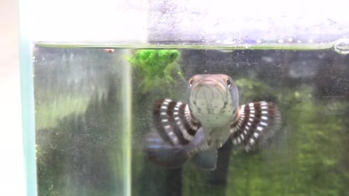 蛇头在水族馆里慢慢游动