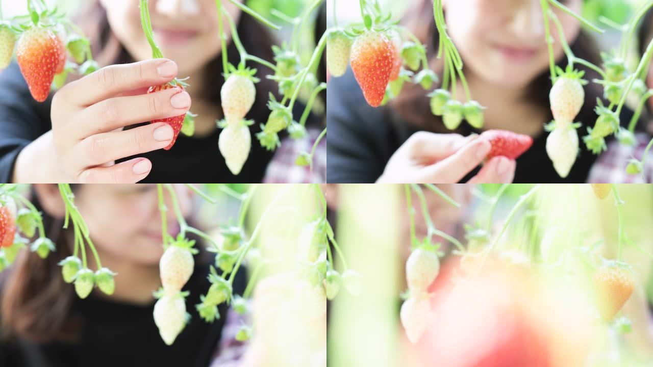 母女在田间收获草莓
