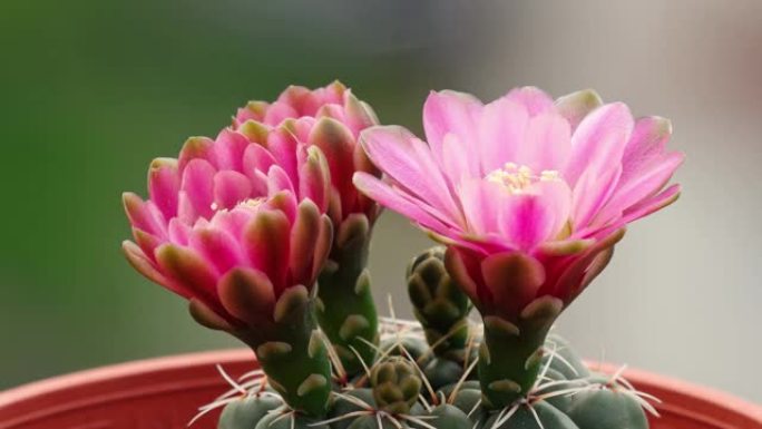 三朵红色仙人掌花从芽到花再回到芽的延时镜头，4k电影侧视图，特写b卷镜头。