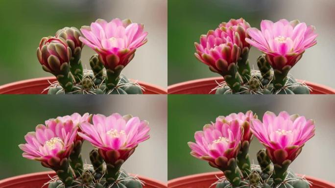 三朵红色仙人掌花从芽到花再回到芽的延时镜头，4k电影侧视图，特写b卷镜头。