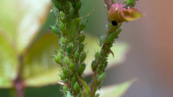 特写镜头，一个巨大的蚜虫群体占据了玫瑰的所有幼芽，并以破坏花朵的植物汁液为食。