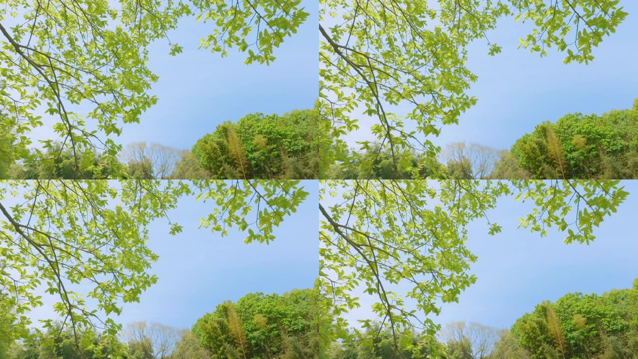 清新的绿树在风和蓝天中摇曳