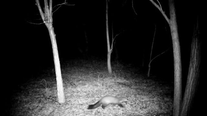 冬天的夜晚，马丁 (Martes foina) 在树林中。1080p视频