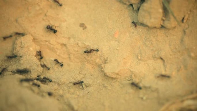 一大群蚂蚁在自然界中乱窜。