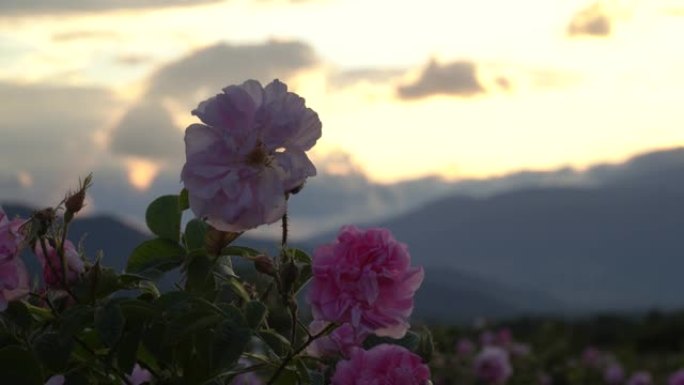 花园里的保加利亚粉红色玫瑰特写镜头