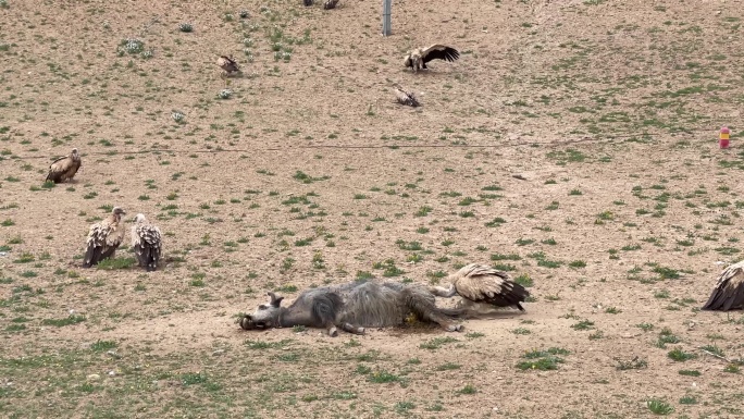 西藏秃鹫吃牦牛4K
