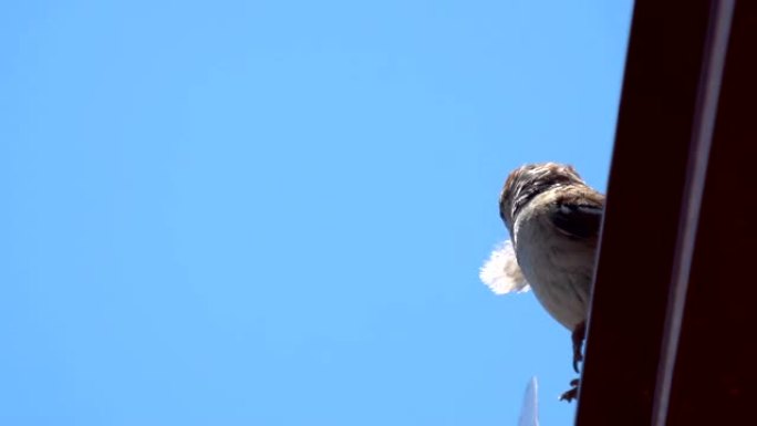 小麻雀的喙中长着巨大的轻羽毛，准备筑巢。棕色的鸟和雪白的羽毛。春。烦恼