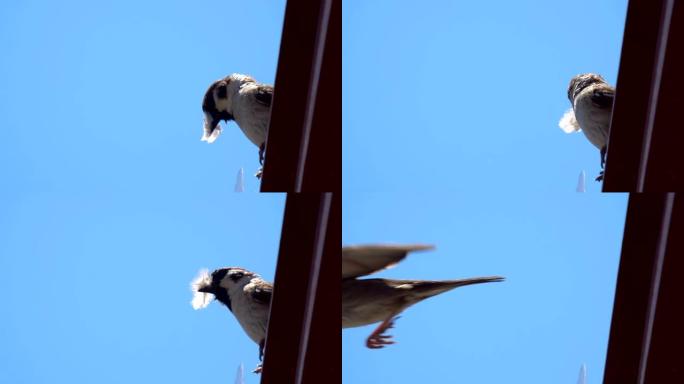小麻雀的喙中长着巨大的轻羽毛，准备筑巢。棕色的鸟和雪白的羽毛。春。烦恼